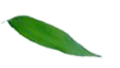thiên long du long